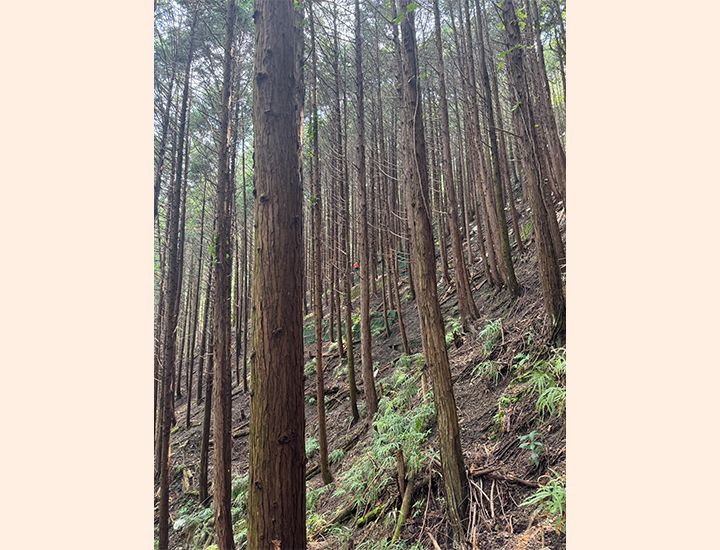  大阪府森林組合　様からの声の写真2枚目