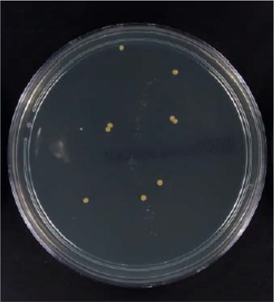 ポリジン加工(15回洗濯)