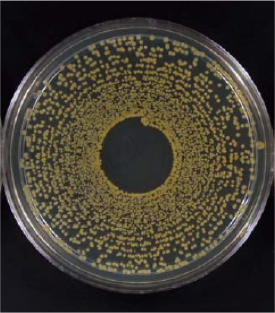 ポリジン加工なし