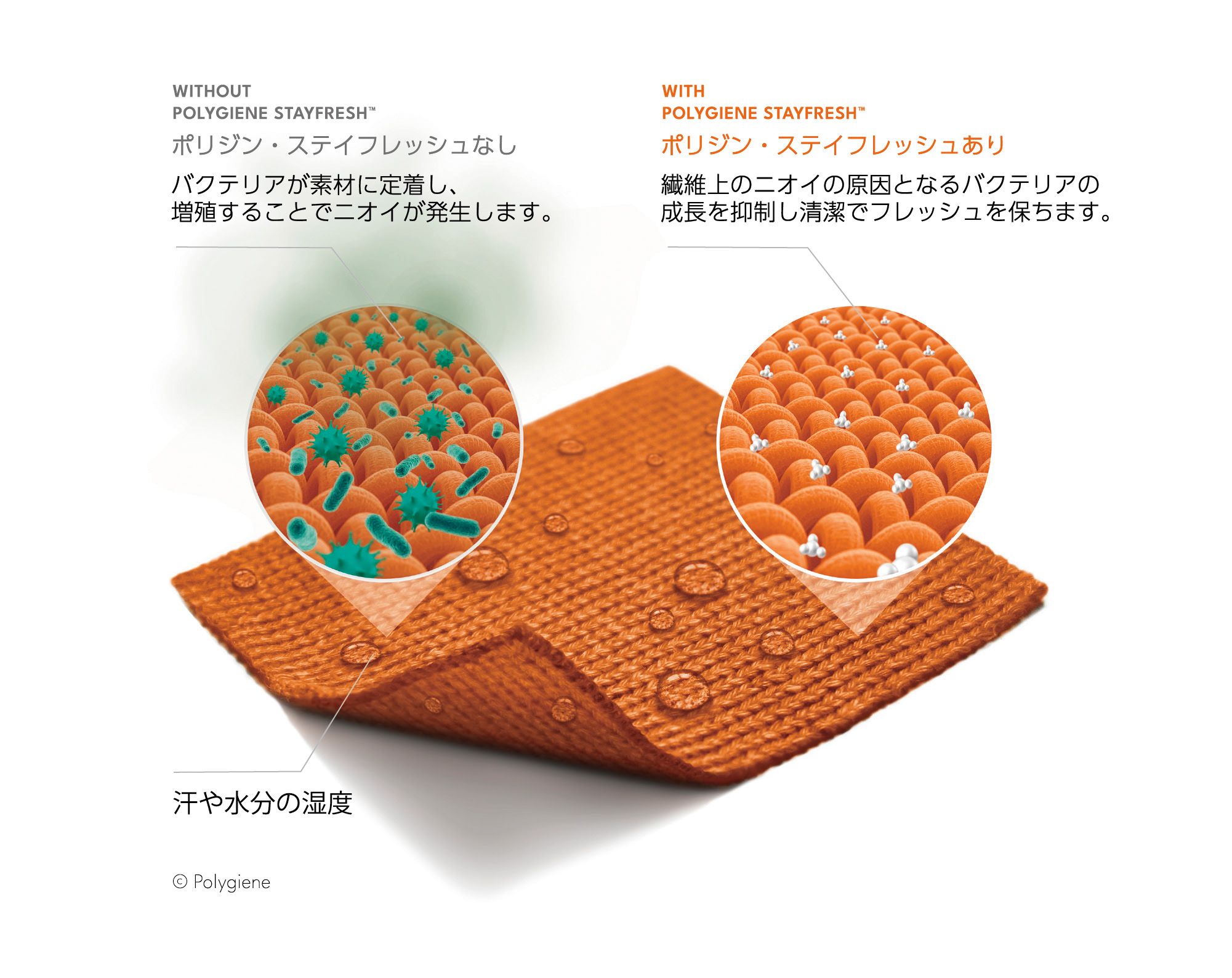 ポリジンの効果イメージ