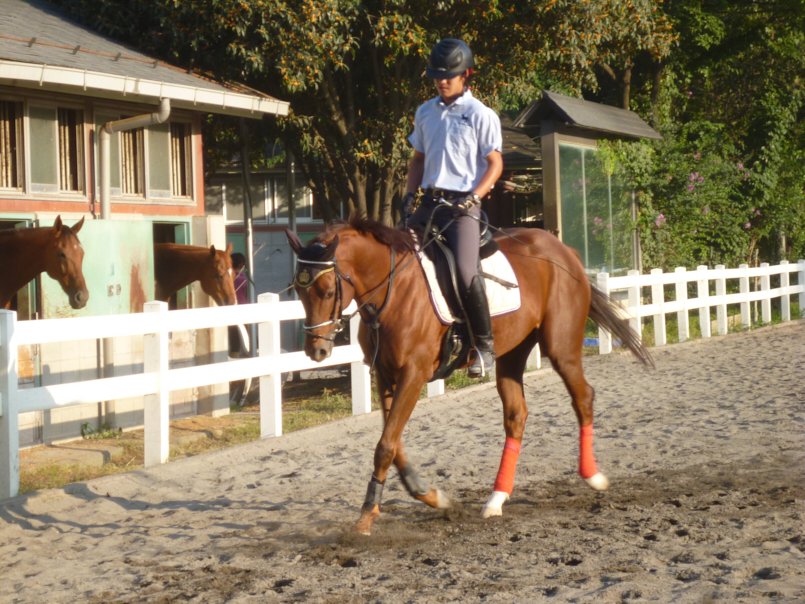 乗馬の様子