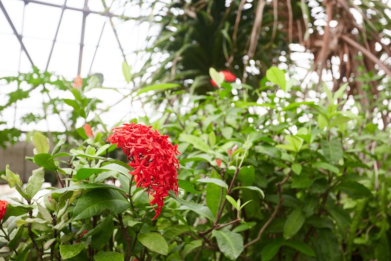 東京都夢の島熱帯植物館館内