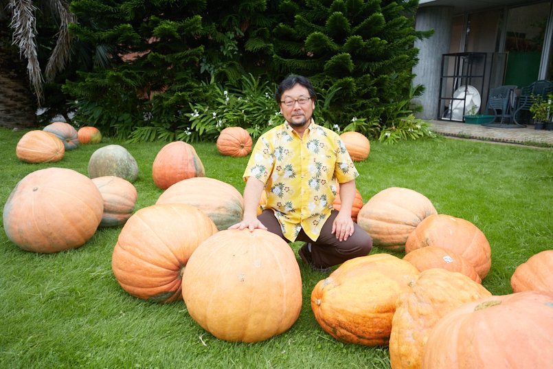 大人の男性でも持ち上げるのが大変な大きさのおばけカボチャ